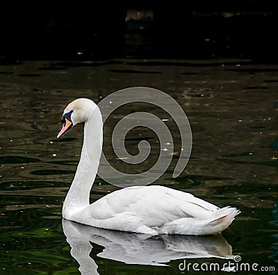White swan on the dark lake