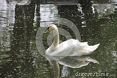 White Swan floating on water