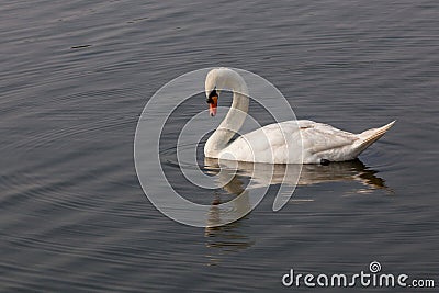 White swan looking down to Water