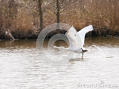 White swans flying over the water