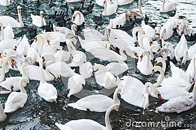 White swans on the water