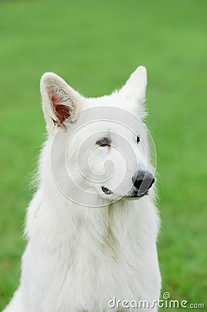 White Swiss Shepherd Dog