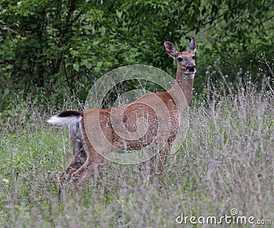 White-tailed Deer on Alert