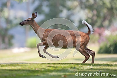 White-tailed deer in neighborhood leaping