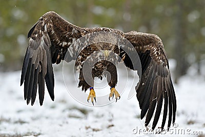 White-tailed Eagle landing