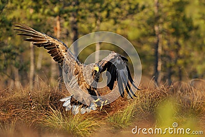 White-tailed eagle landing