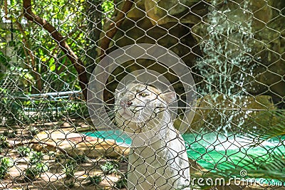 White tiger behind wire fence