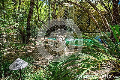 White tiger behind wire fence