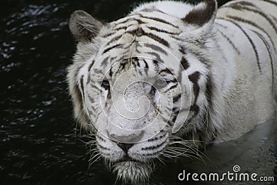 White tiger