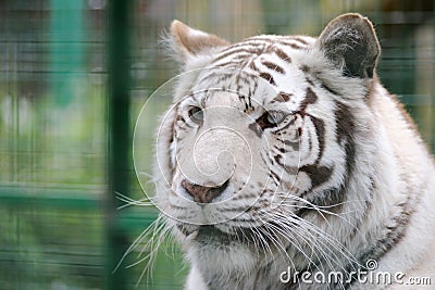 White tiger face detail