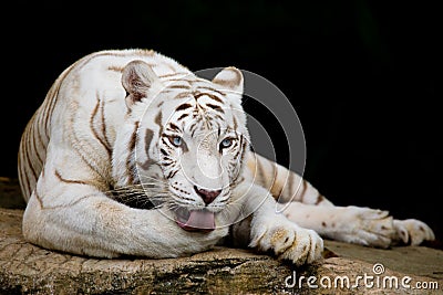 White tiger licking paw