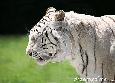 White Tiger Profile