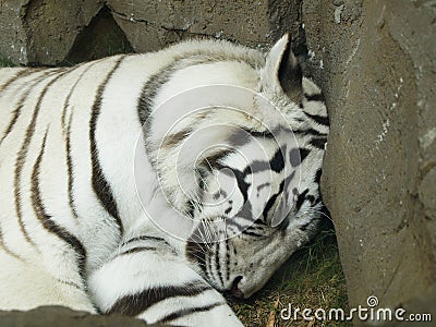 White tiger sleeping