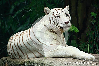 A White Tiger taking rest