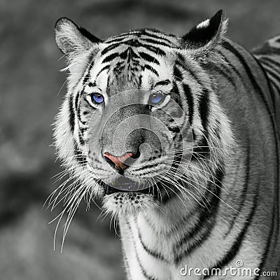 White tiger white tiger