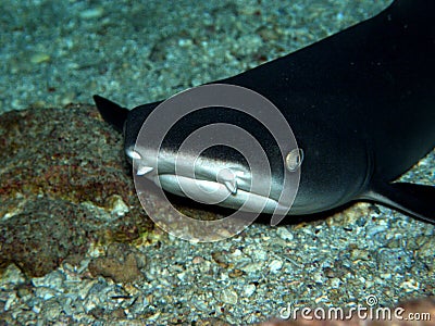 White Tip Reef Shark Fiji Resting