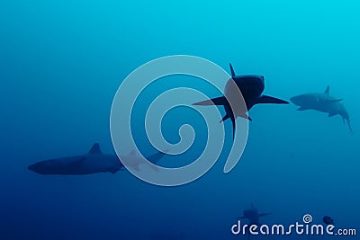 White tip Shark