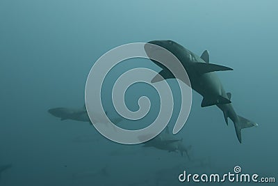 White tip Shark
