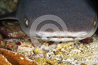 White Tipped Reef Shark