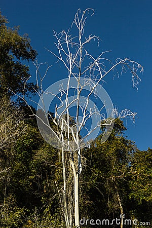 White Tree at Fang Hot Springs(Mae Fang National Park)