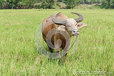 White water buffalo in Thailand