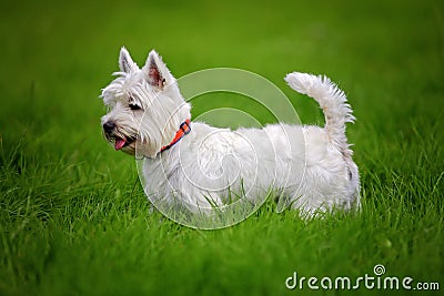 White Westie dog