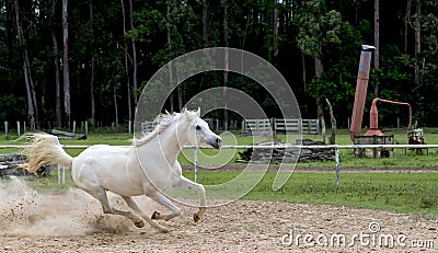 White wild Horse