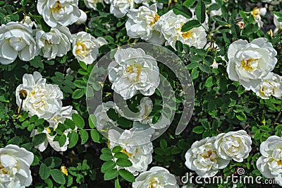 White wild rose bush