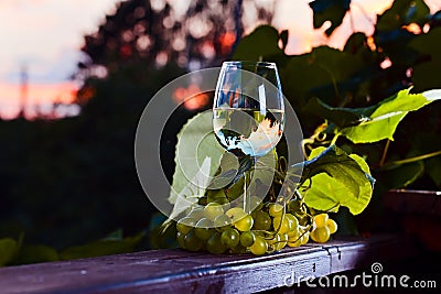 White wine in vineyard