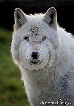 White wolf