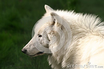 White Wolf