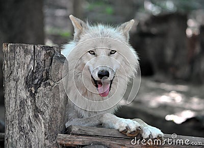 White Wolf