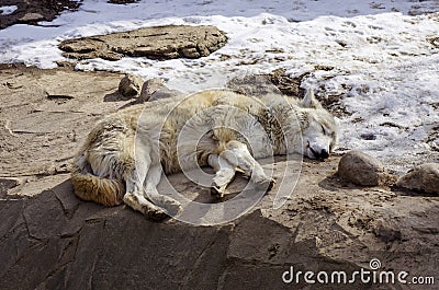 White wolf laying on the groun