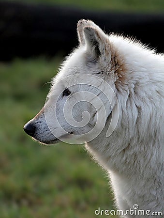 White wolf profile