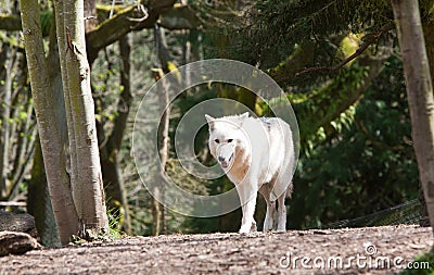 White Wolf Walking