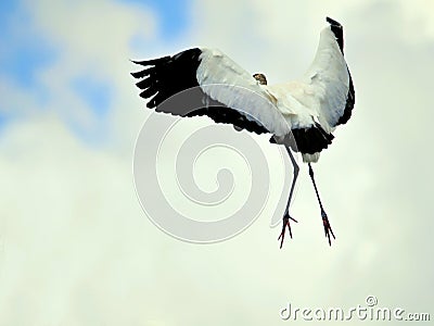 White Wood stork bird in flight in wetlands