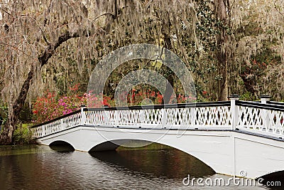 Ornamental White Bridge Magnolia Plantation SC