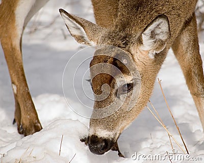 Whitetail Deer Buck