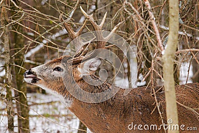 Whitetail Deer Buck Fall Rut Lip Curl