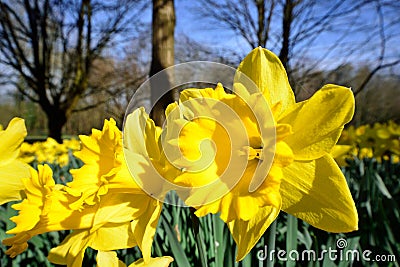 Wide angle Daffodil