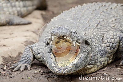 Wide mouthed croc