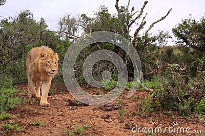 Wild african male lion hunting