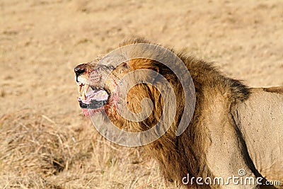 Wild African Male Lion Roaring
