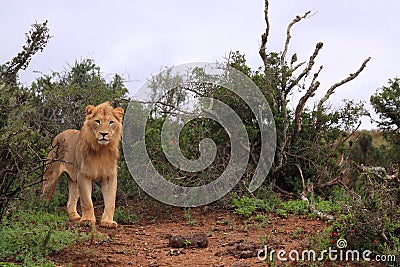 Wild african male lion standing