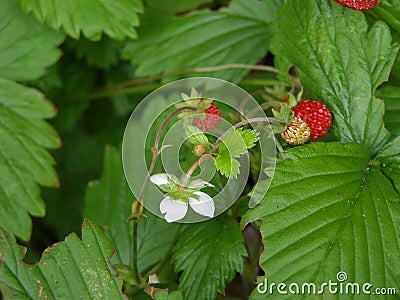 Wild alpine strawberry