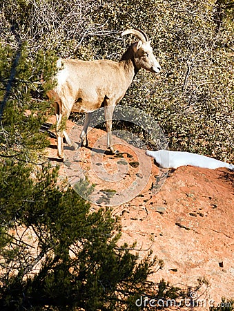 Wild Animal Alpine Mountain Goat Sentry Protecting Band Flank