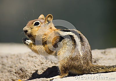 Wild Animal Chipmunk Stands Eating Filling up For Winter