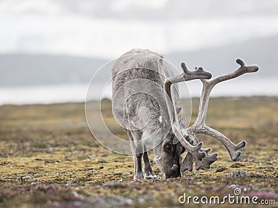 Wild Arctic reindeer