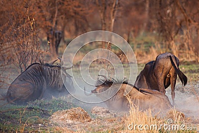 Wild beest migration in tanzania