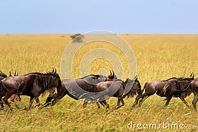 Wild beest migration in tanzania